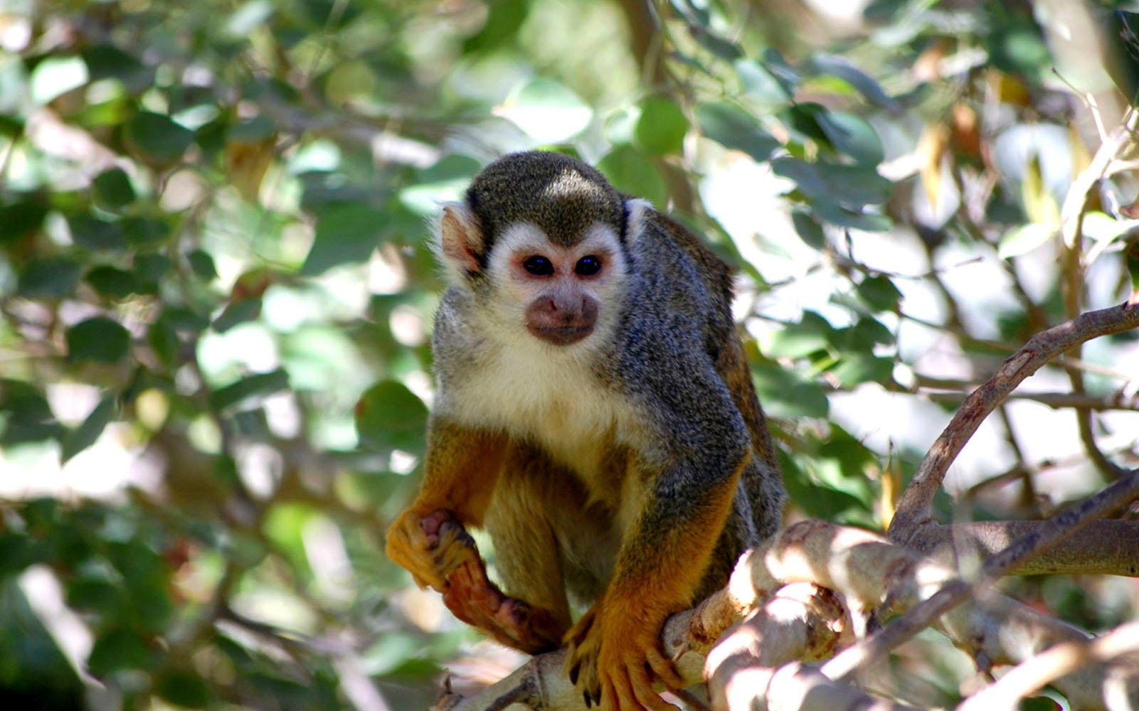 Animal lovers are in for a treat when they visit the port of Puntarenas, Costa Rica.