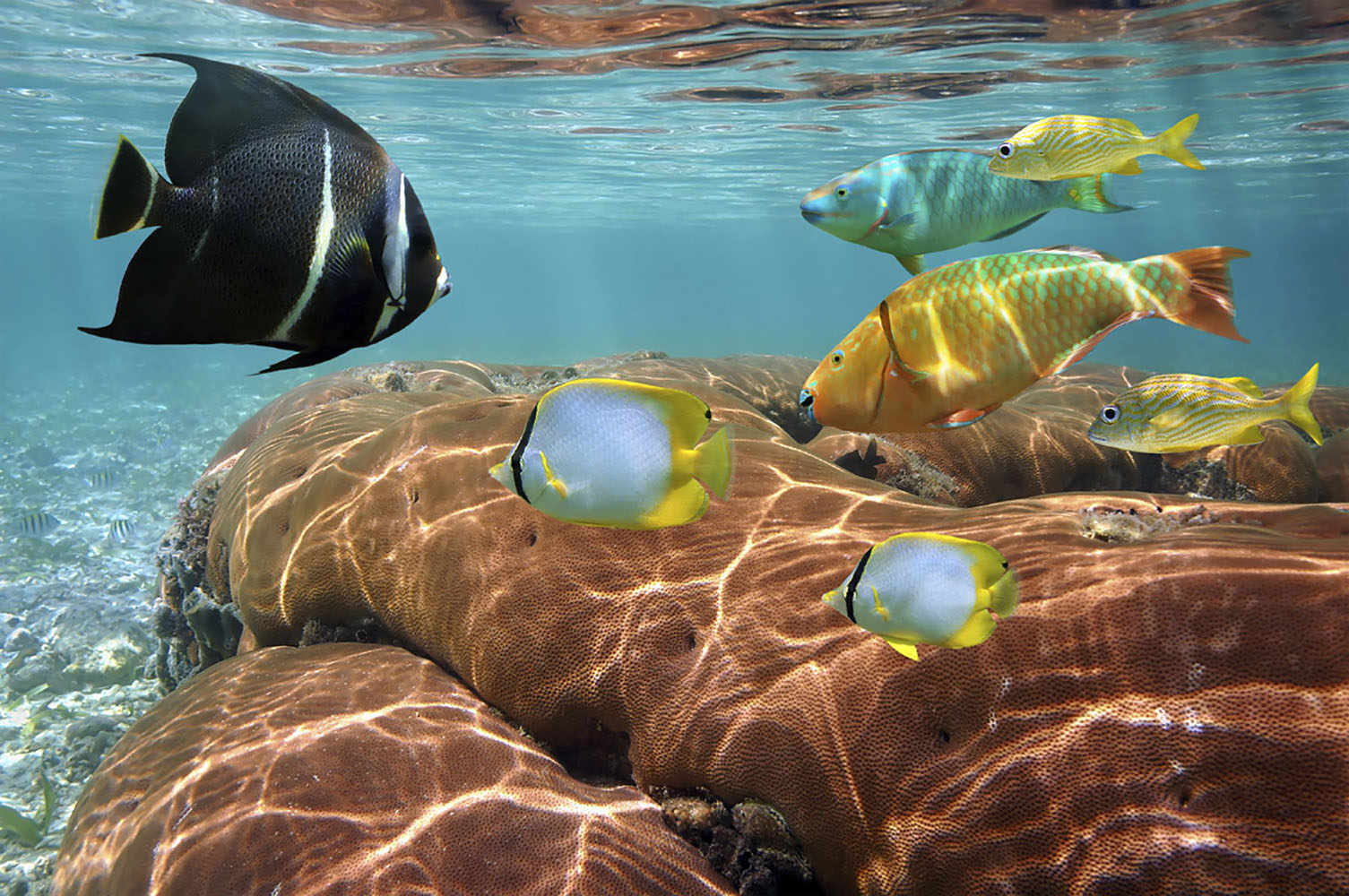 Snorkeling and diving are popular excursions in Mexico.