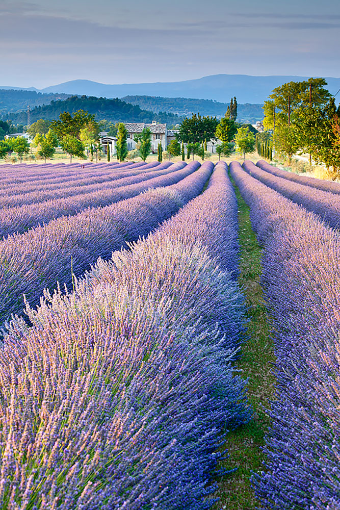 Lavender fields in Provence, France