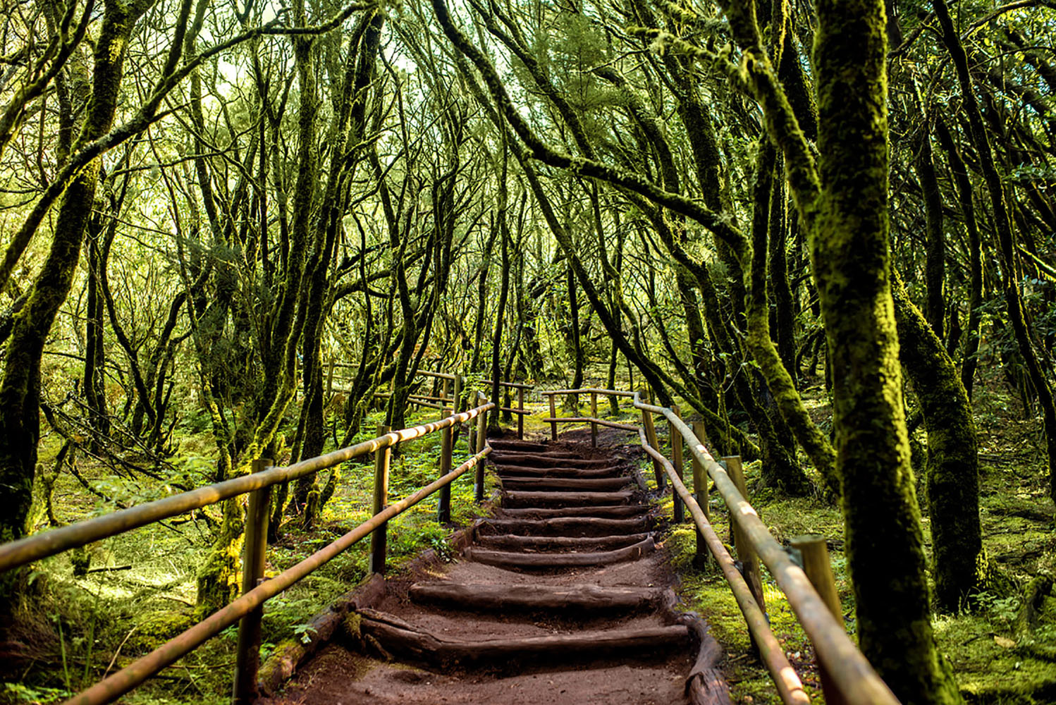 Pathway between large green trees