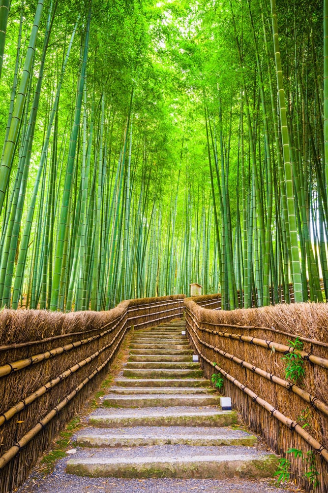 Bamboo forrest in Kyoto, Japan