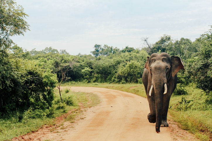 Asian Elephant at Yala National Park, Sri Lanka