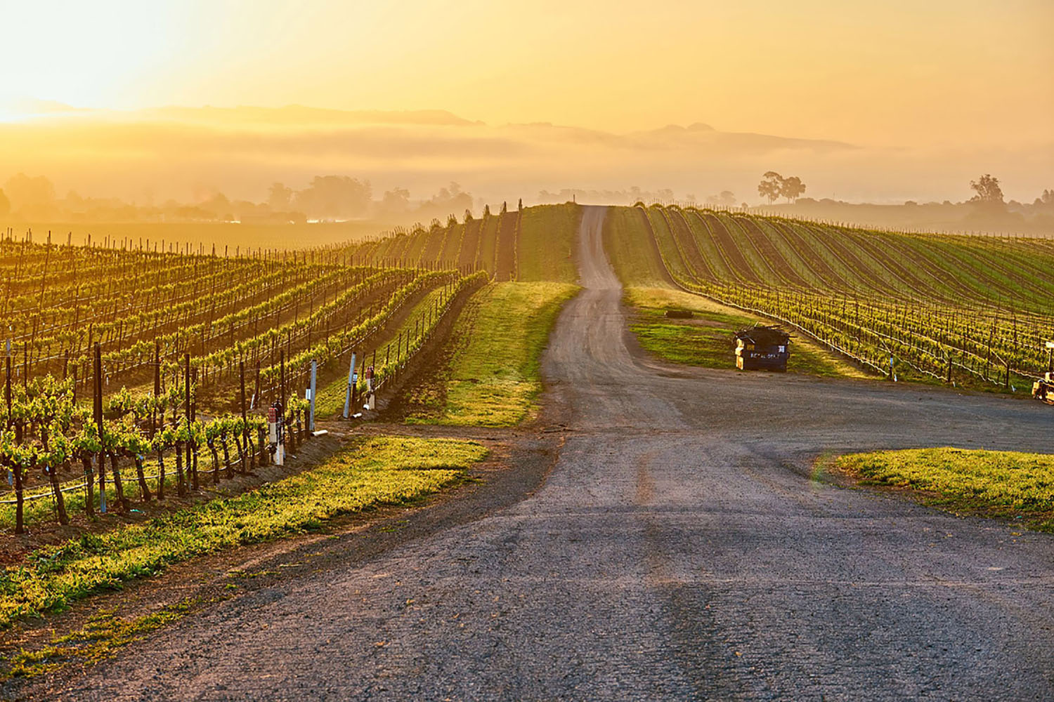 Vineyards at sunrise in Napa Valley, USA