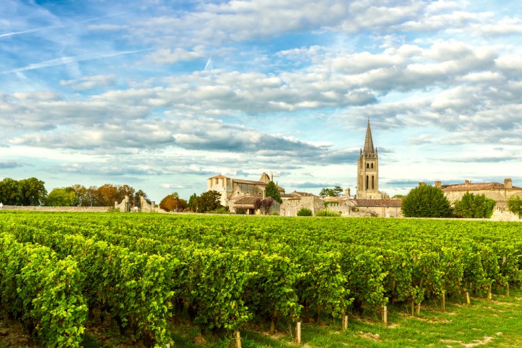 Bordeaux Vineyards in France in a sunny day