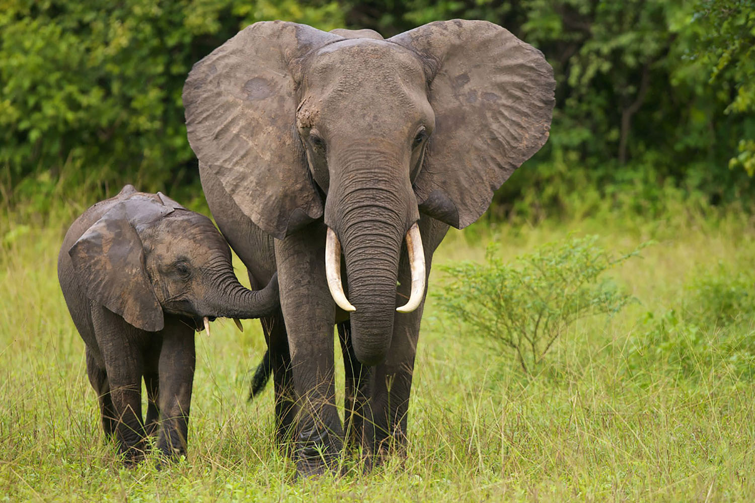A mother elephant walking with her calf in the grass