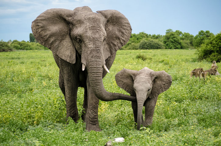 Elephants walk through Chobe National Park