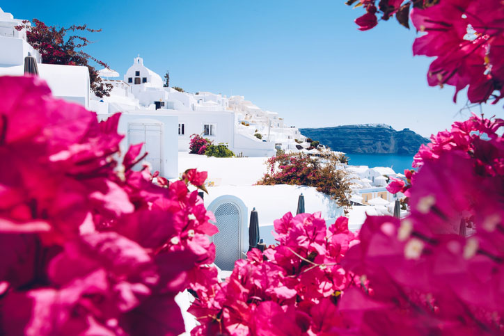 sun bleached buildings in Santorini with pink flowers in the foreground