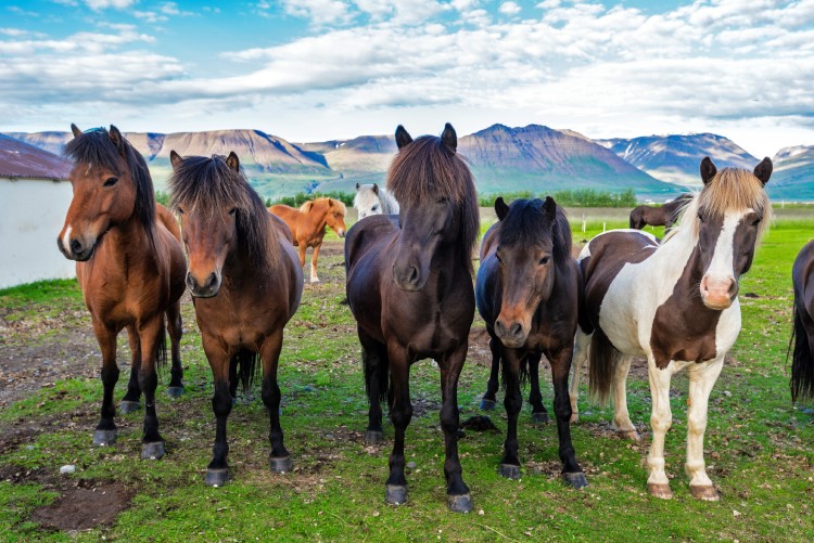 Icelandic horses in the farm of Varmahlid village. Skagafjordur municipality in Northwestern Iceland