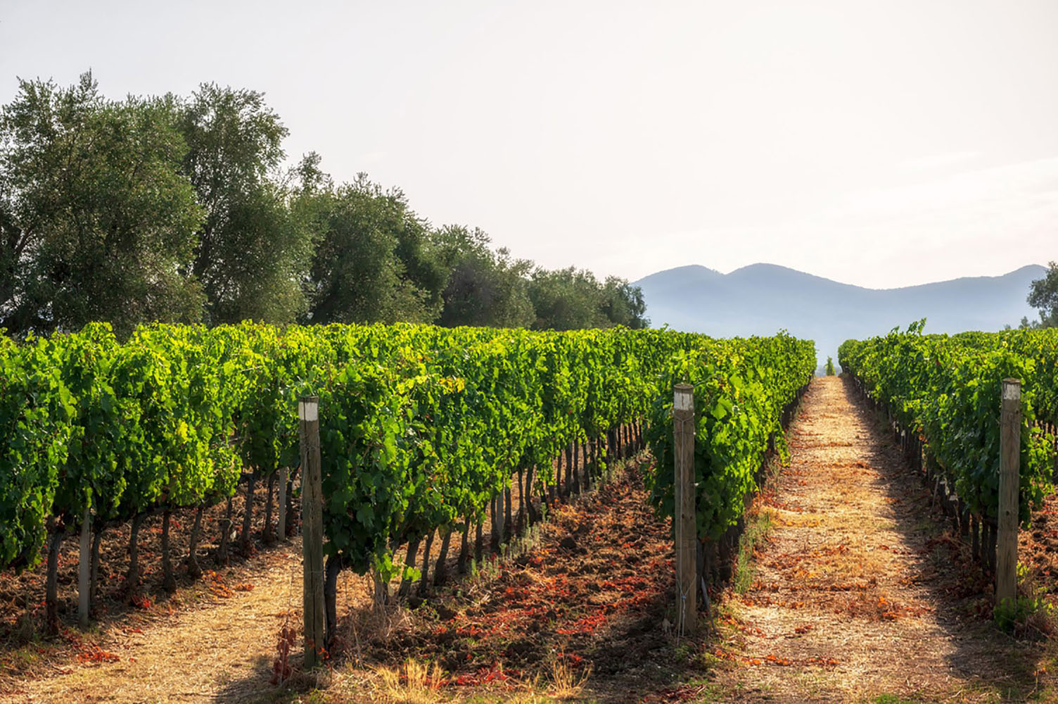 Vineyards in Tuscany in the morning.