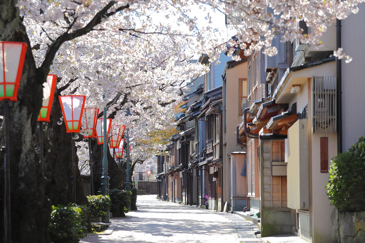 Cherry blossom Higashiyama teahouse in Kanazawa, Japan