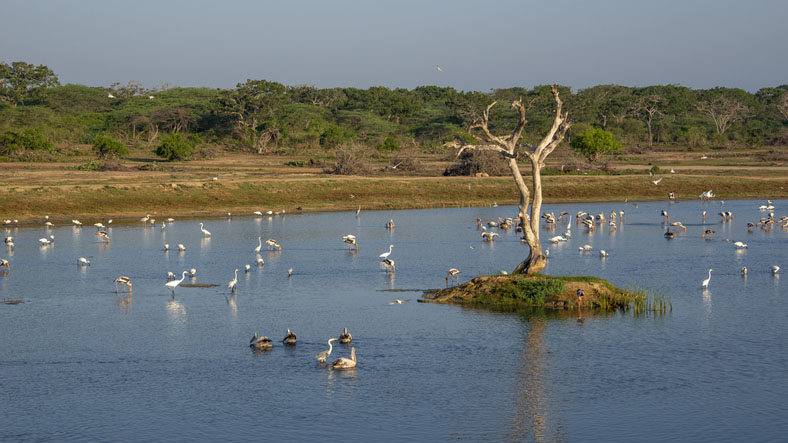 Early morning at a water pool filled with birds in Bundala National Park in Sri Lanka.