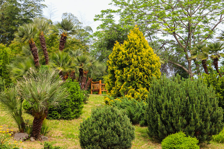 Green trees at the Batumi Botanical Garden in Batumi, Georgia