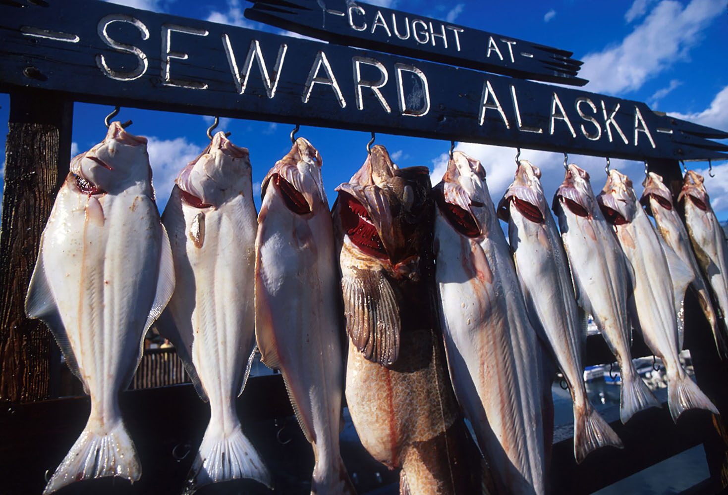 Fish hung for pictures after being caught in the waters of Seward, Alaska.