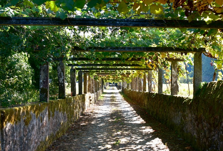 Albariño wine region