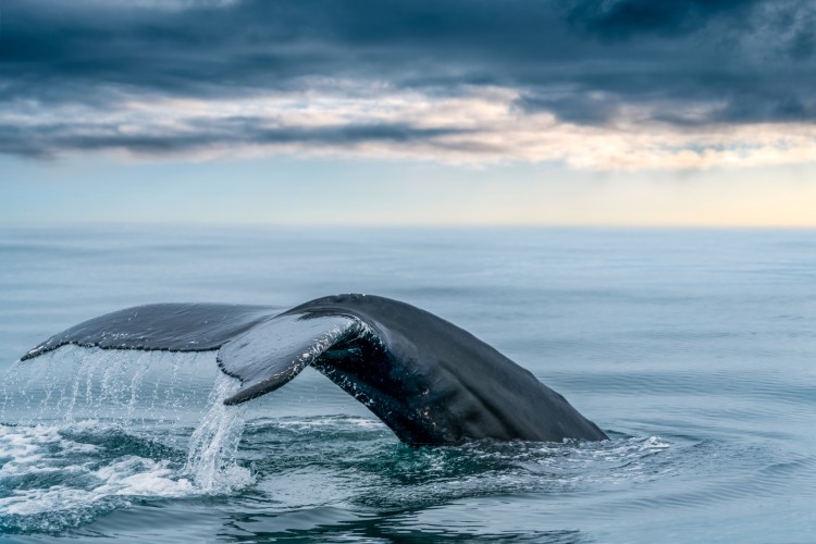 A humpback whale, tail in the sea of northern Iceland's Husavik