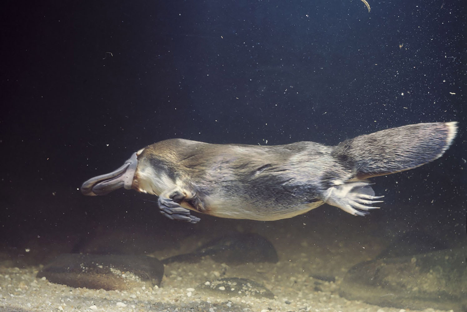 A platypus swims in the water