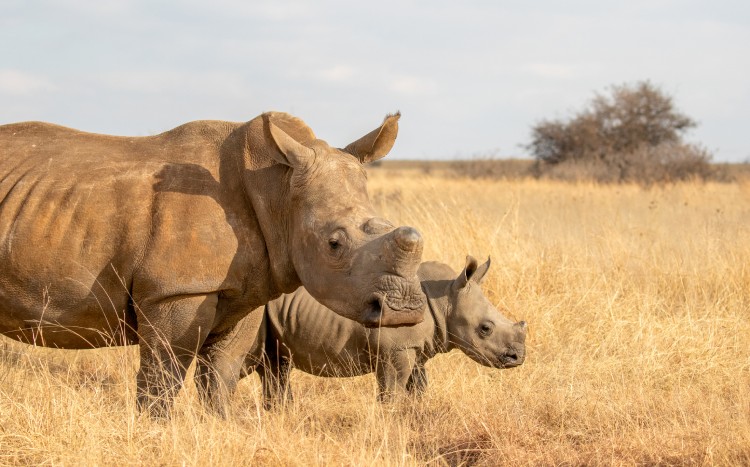 White Rhino with calf