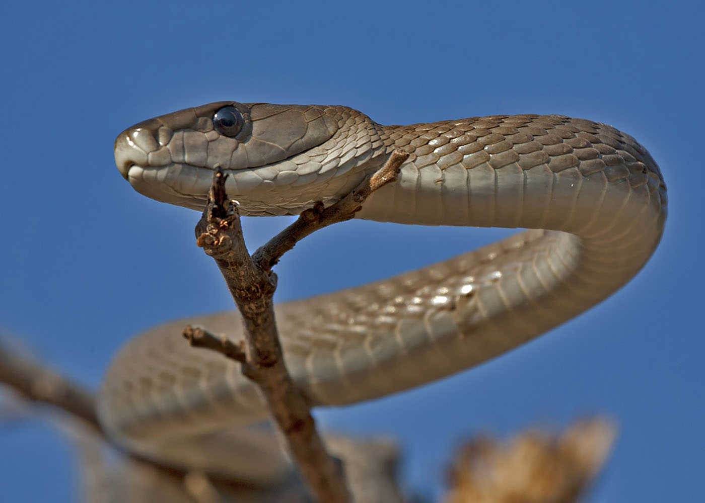 A black mamba snake.