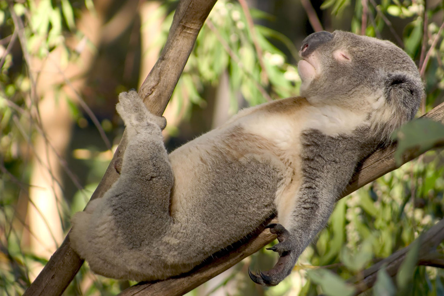 A koala relaxes in a tree