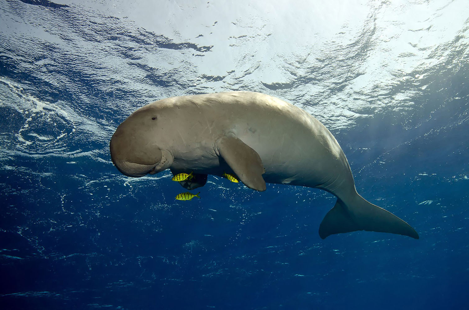 A dugong swims in the water with yellow fishes