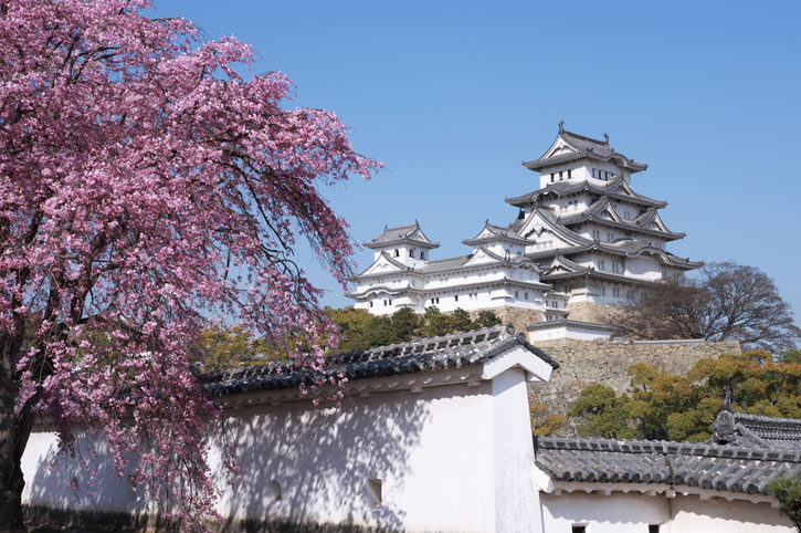 Cherry blossom trees near Himeji Castle