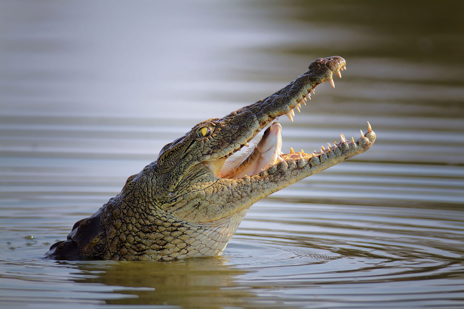 A Nile Crocodile in Africa with his mouth open, eating a fish.