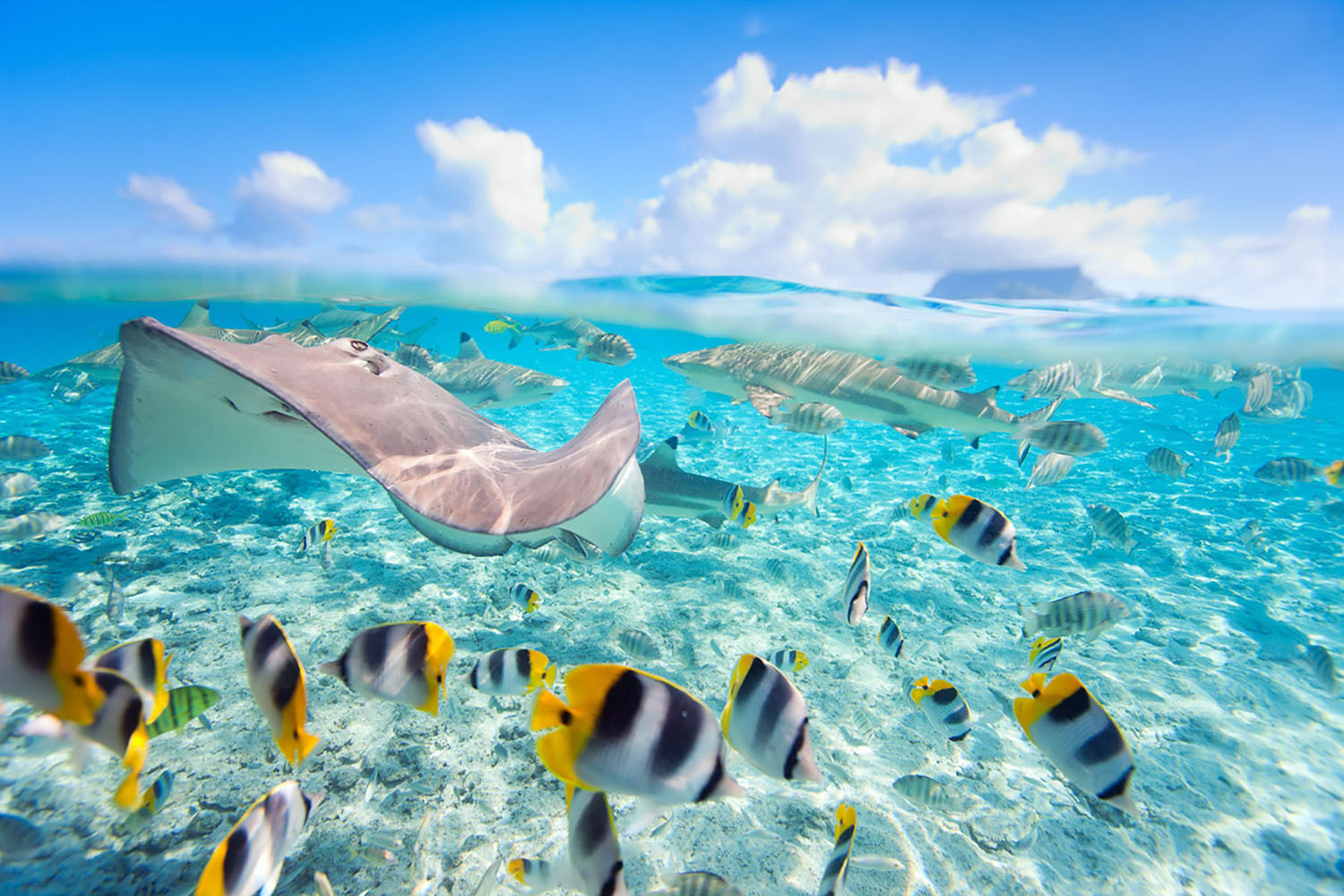 Tropical fish and rays swim underwater off the coast of French Polynesia
