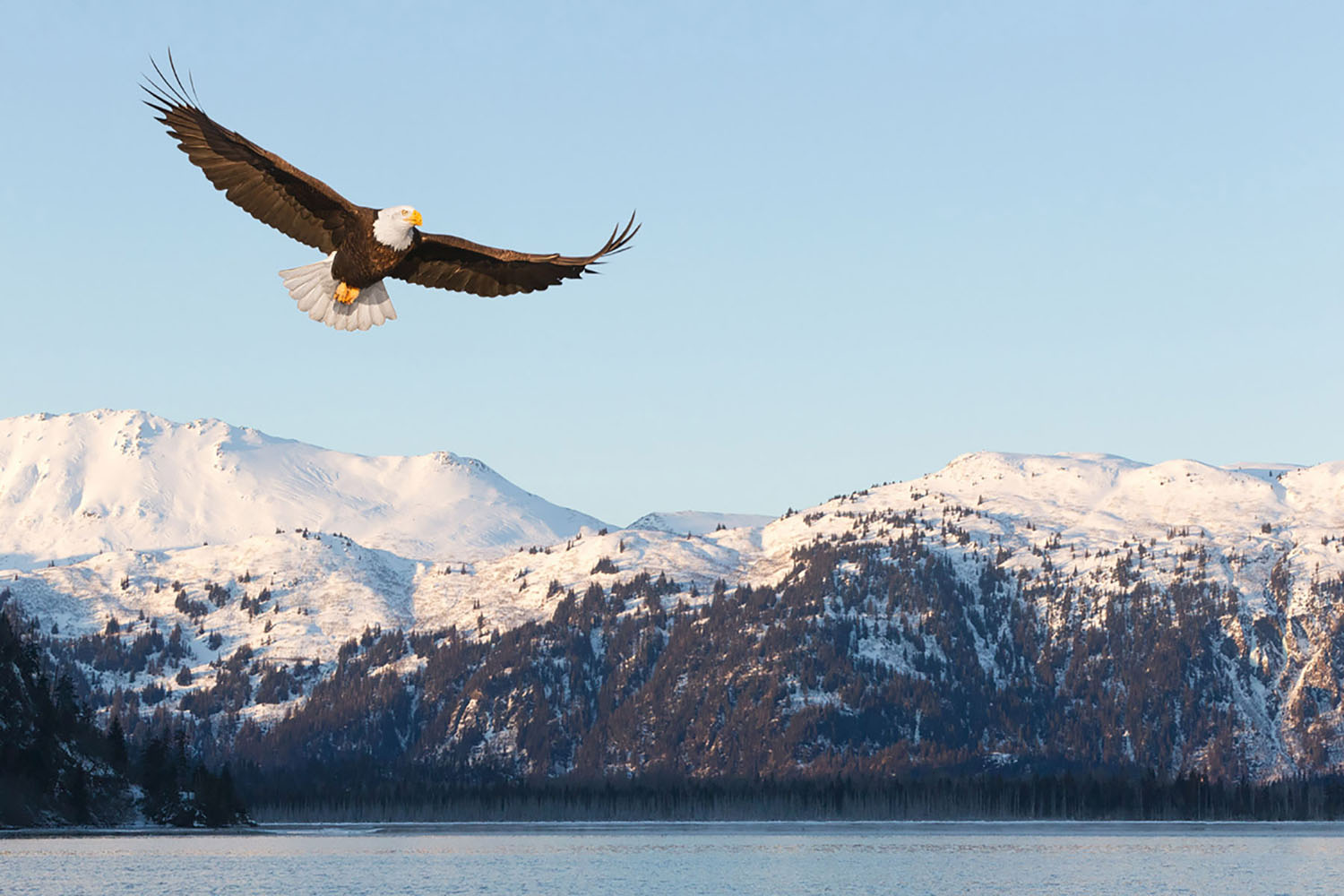 An eagle soars past snowcapped mountains in Alaska.