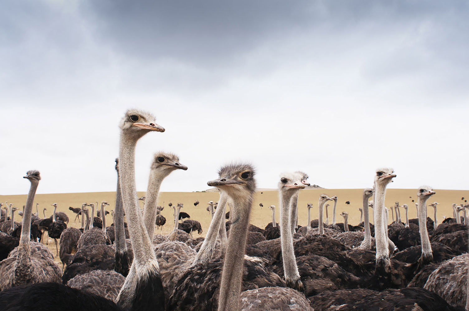 A group of ostriches in South Africa.