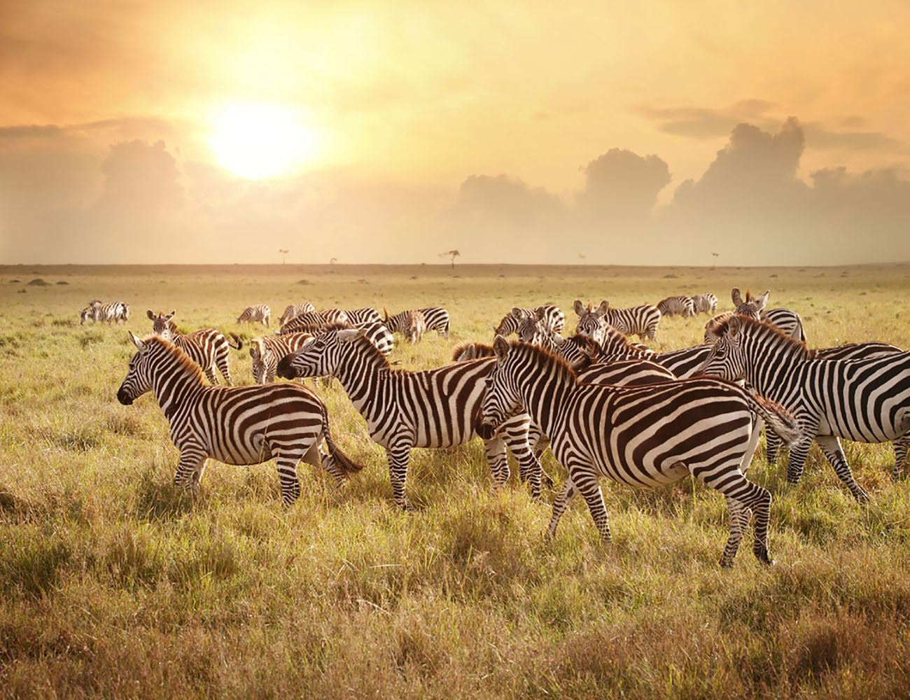 A group of zebras in the Savanna at sunrise.