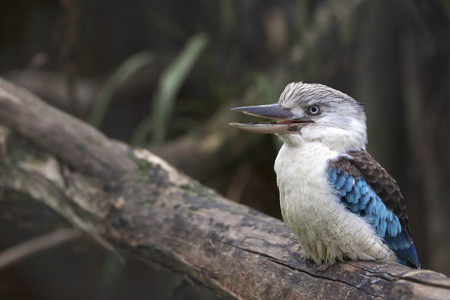 The Blue-winged Kookaburra laughing in a tree