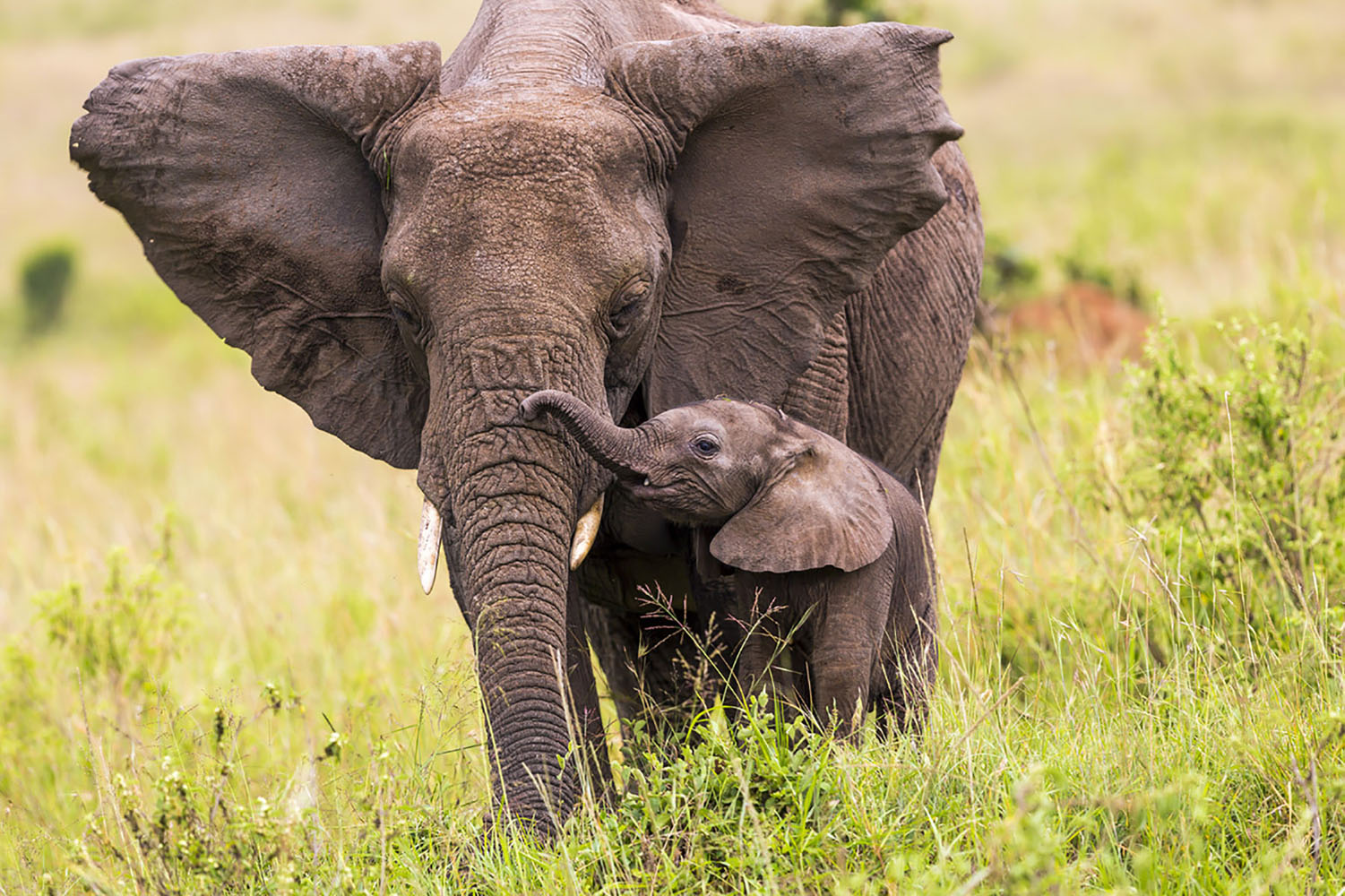 A mother and baby African elephant.