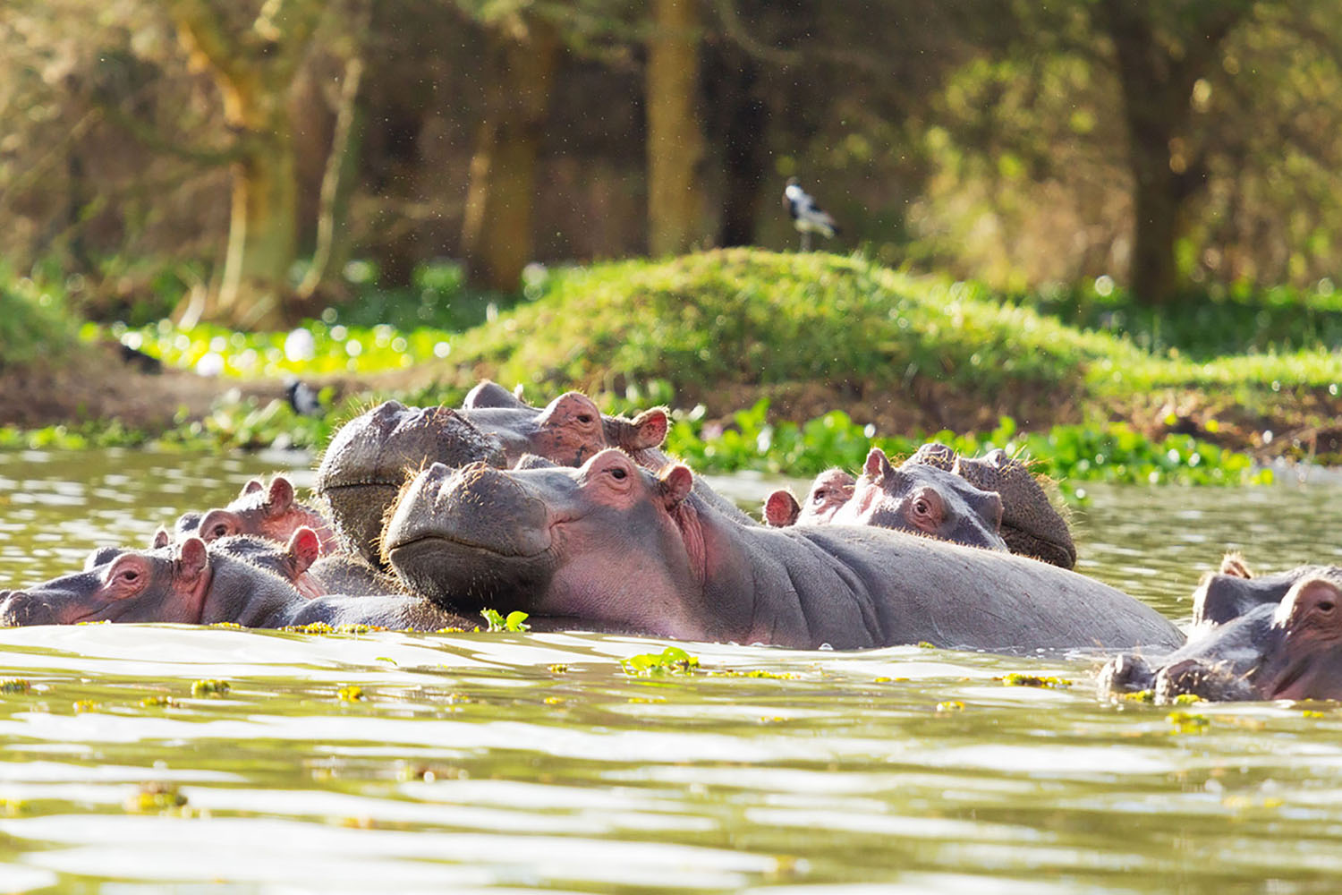 A group of hippos in a lake.