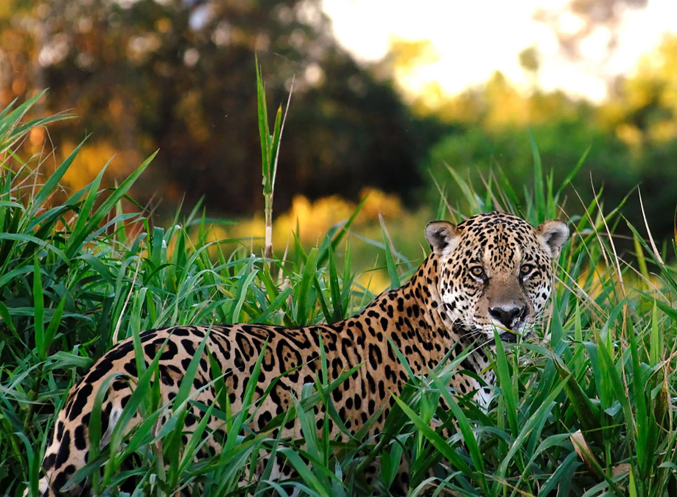 Wild Jaguar