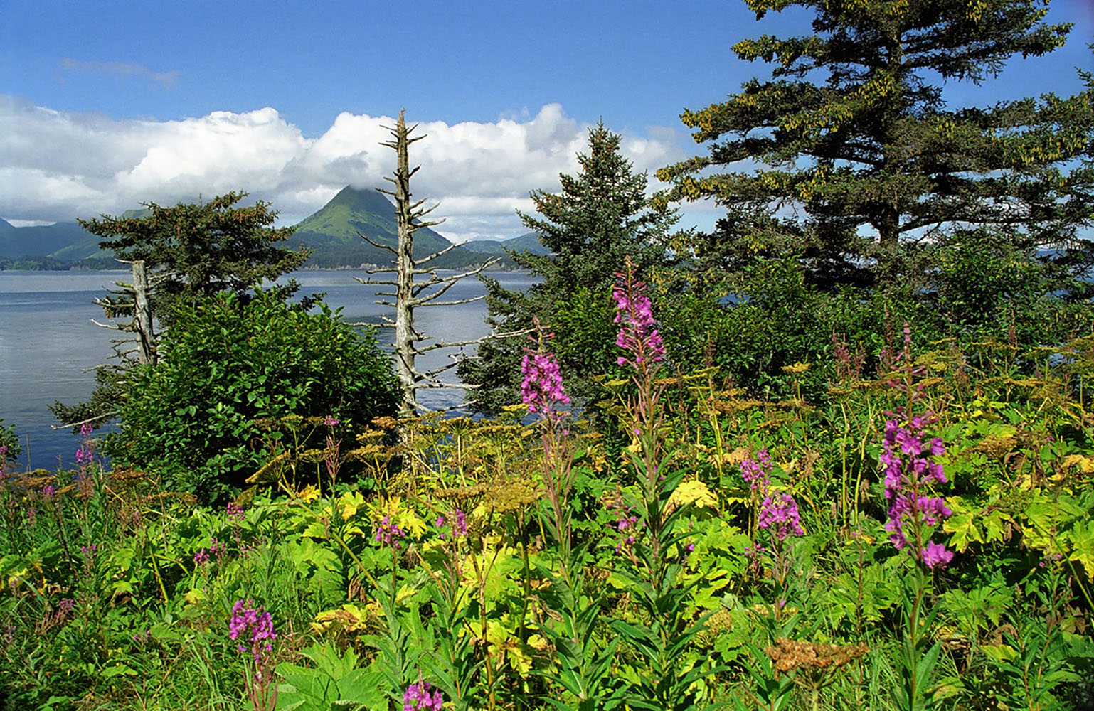 Mountains in the distance in Ambercrombie State Park in Alaska