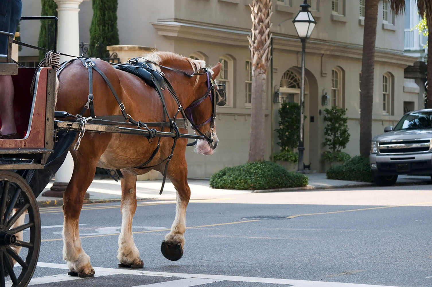 A horse-drawn carriage in Charleston, South Carolina