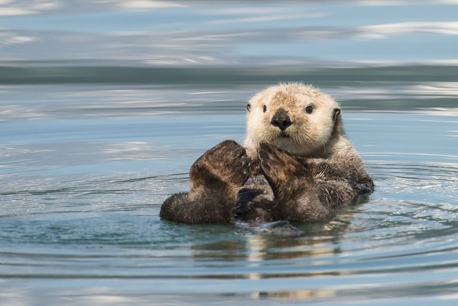 Sea Otter floating on water