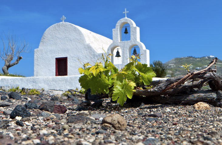 Grape field in Santorini with church in the background