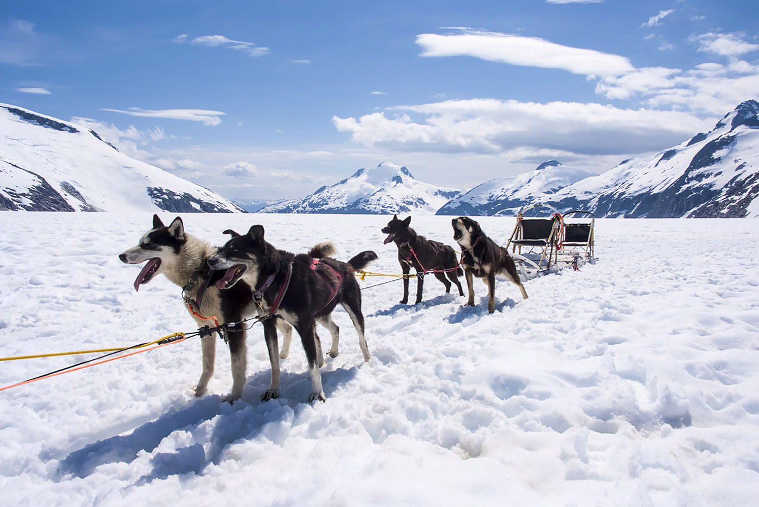 Snow dogs await passengers to go sledding