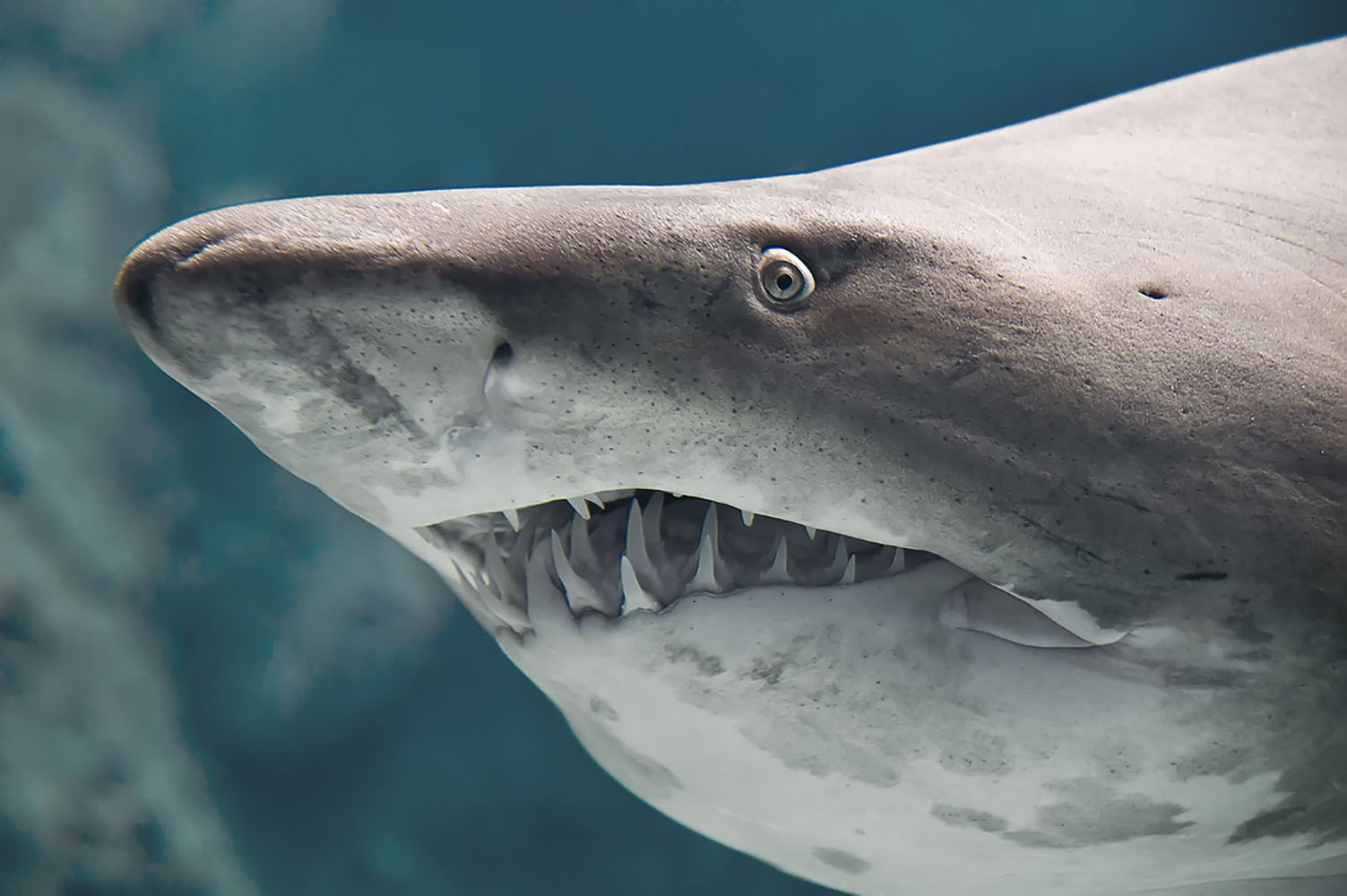 Bull shark close up