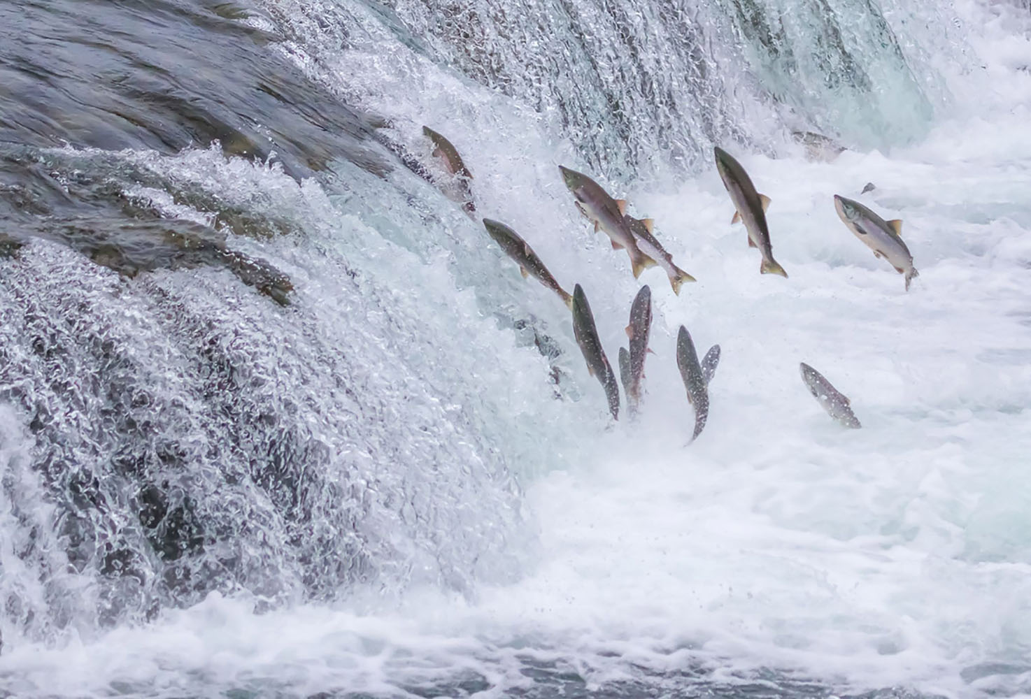 Salmon Jumping Up the falls in Alaska