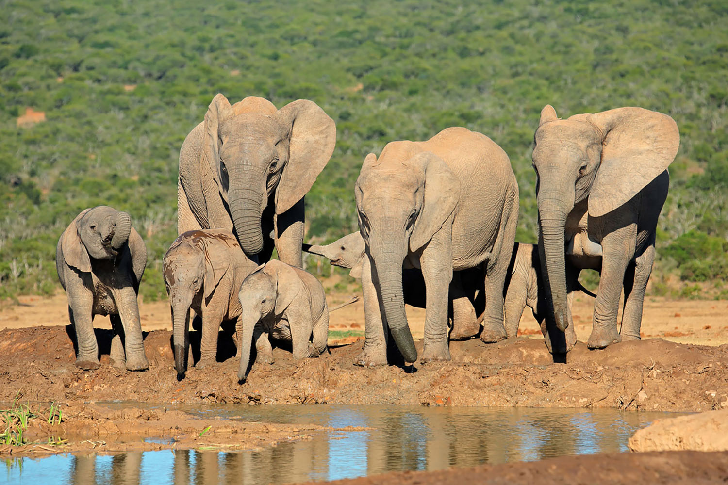 A family of elephants at Addo Elephant Park near Port Elizabeth, South Africa.