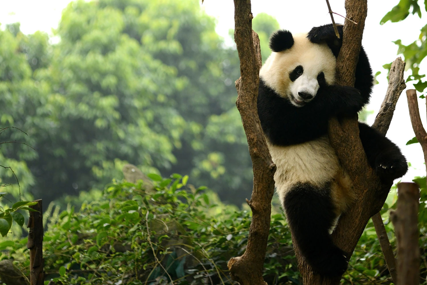 Giant panda bear playing on a tree in Chengdu, China