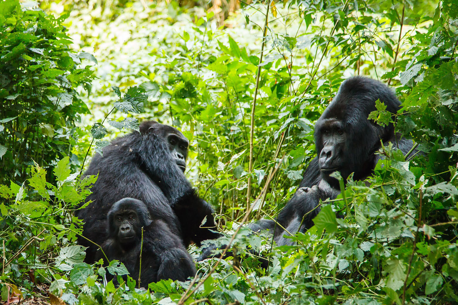 A family of silverback gorillas in the forest.