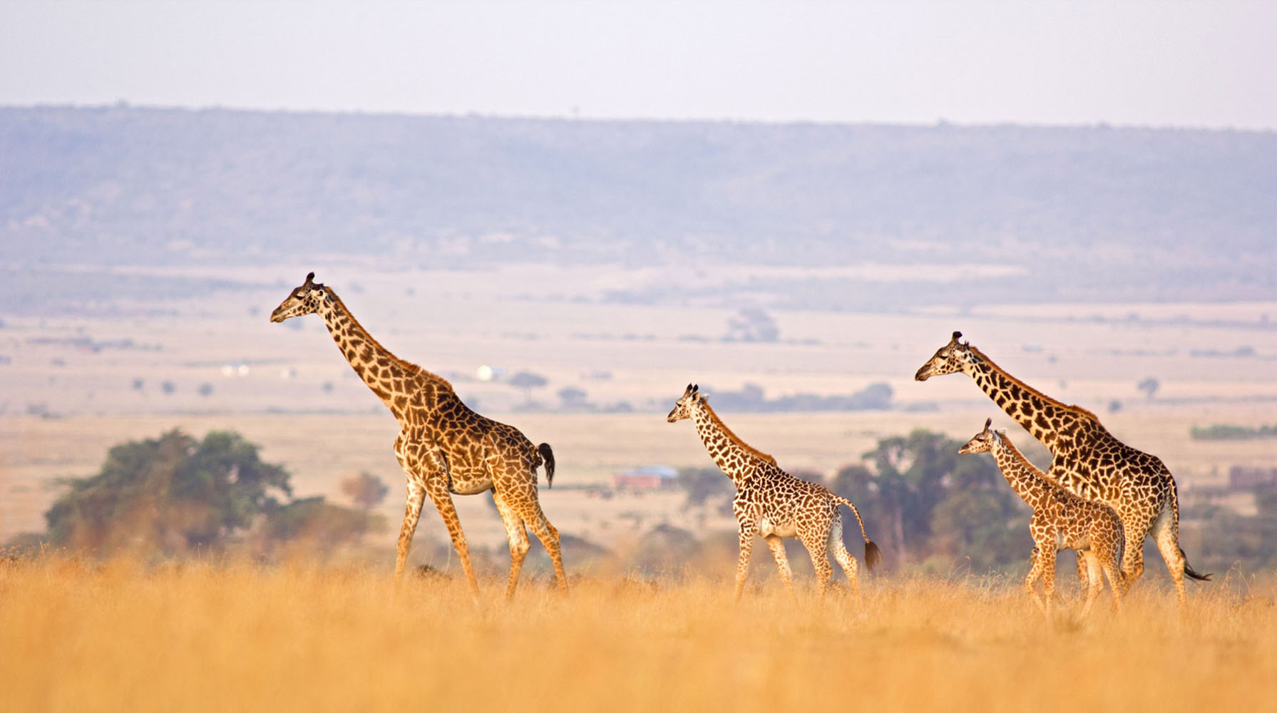 Two adult and two baby giraffes in the African Savanna.