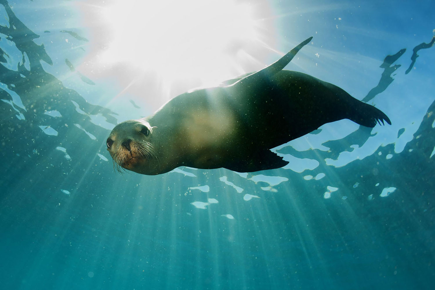 A sea lion swimming underwater