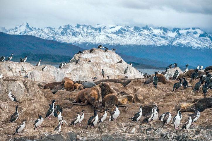 King Cormorant colony in the Beagle Channel with sea lions