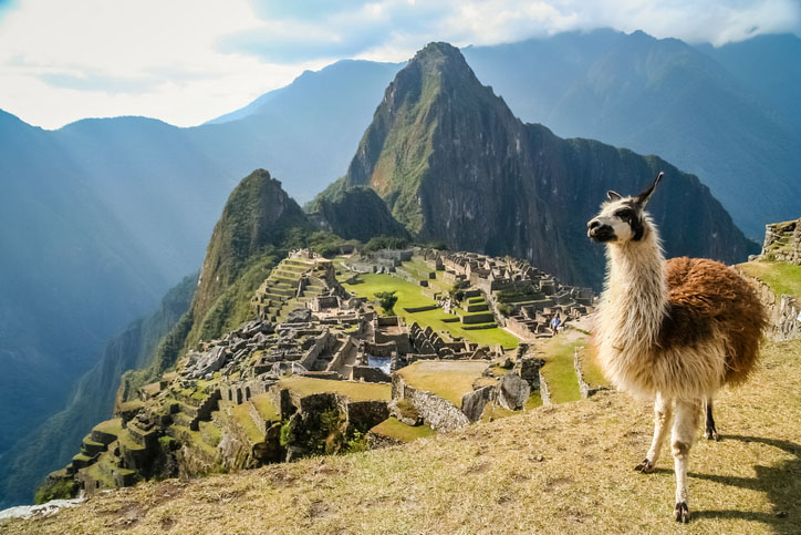 Llama in front of ancient Inca town of Machu Picchu
