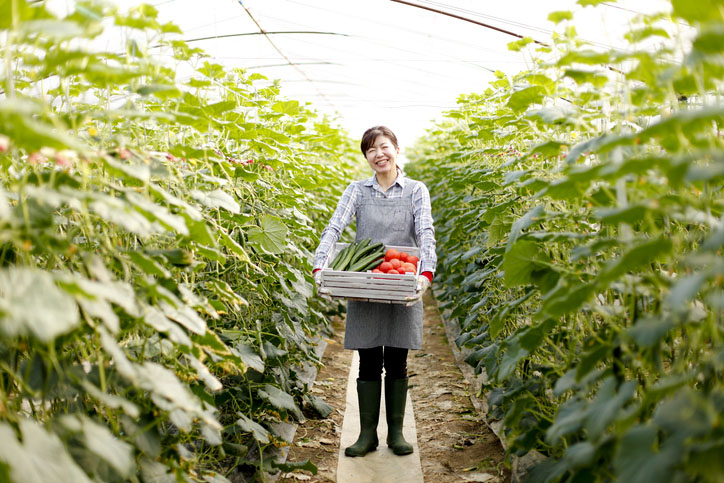 A lady harvests vegetables in Japan