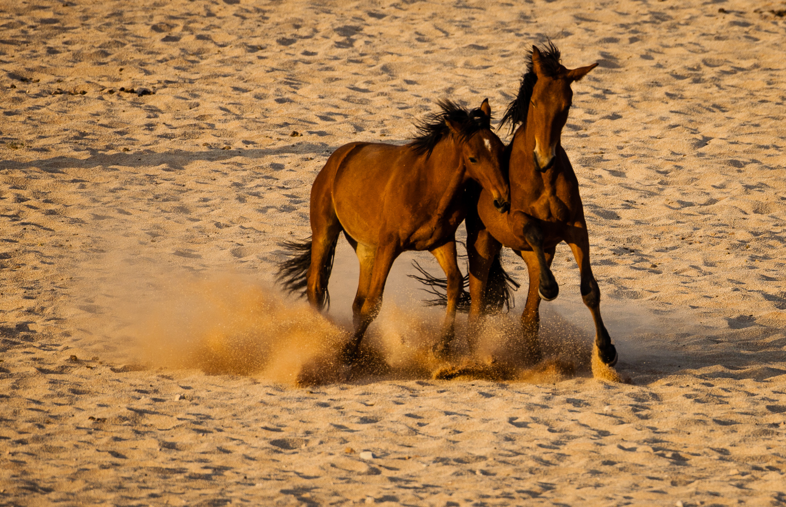 Wild horses in the Namib desert